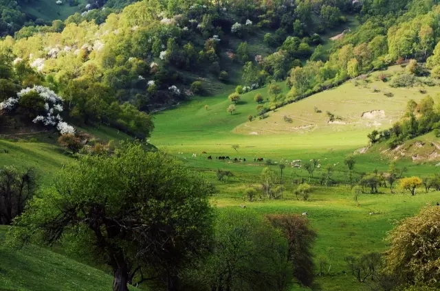 PP���ӡ�������(������Ϸ)�ٷ���վ