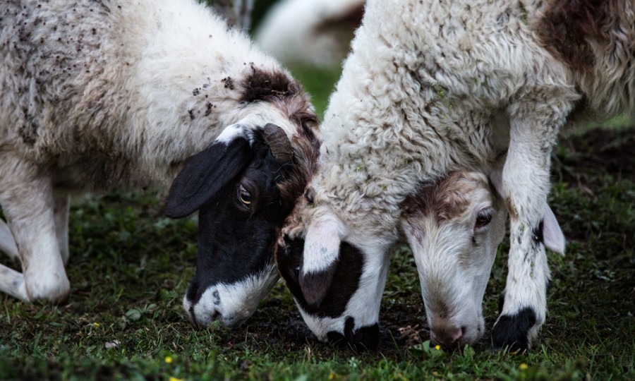 PP���ӡ�������(������Ϸ)�ٷ���վ