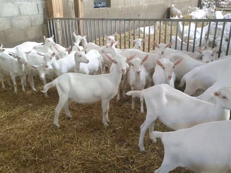 PP���ӡ�������(������Ϸ)�ٷ���վ