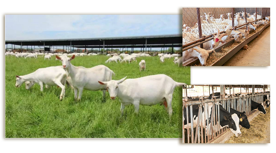 PP���ӡ�������(������Ϸ)�ٷ���վ