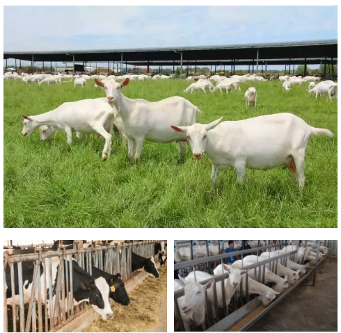 PP���ӡ�������(������Ϸ)�ٷ���վ