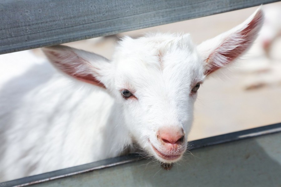 PP���ӡ�������(������Ϸ)�ٷ���վ