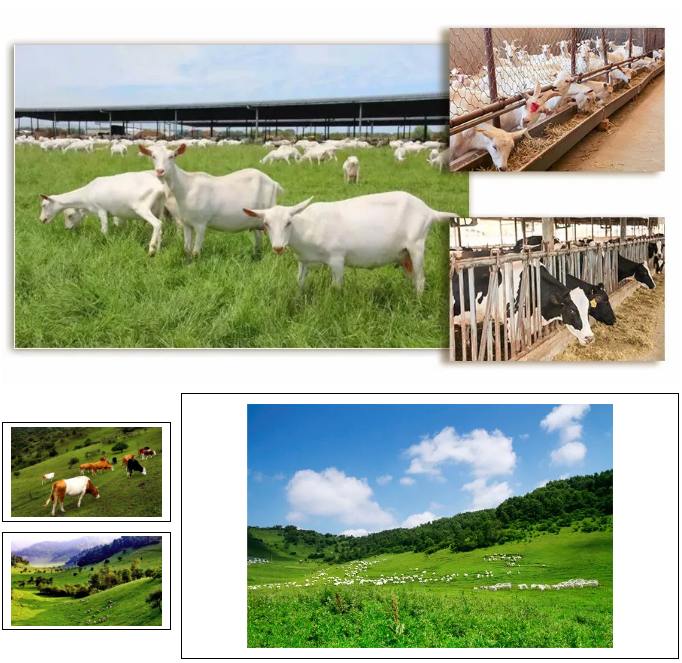 PP���ӡ�������(������Ϸ)�ٷ���վ