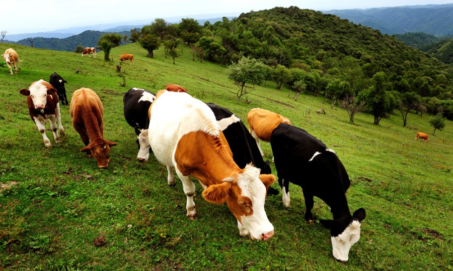 PP���ӡ�������(������Ϸ)�ٷ���վ