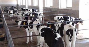 PP���ӡ�������(������Ϸ)�ٷ���վ