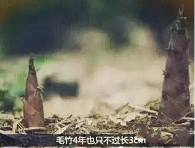 PP���ӡ�������(������Ϸ)�ٷ���վ