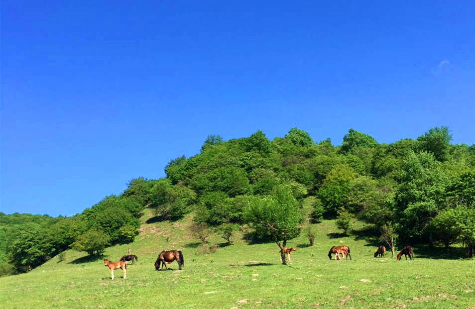 PP���ӡ�������(������Ϸ)�ٷ���վ