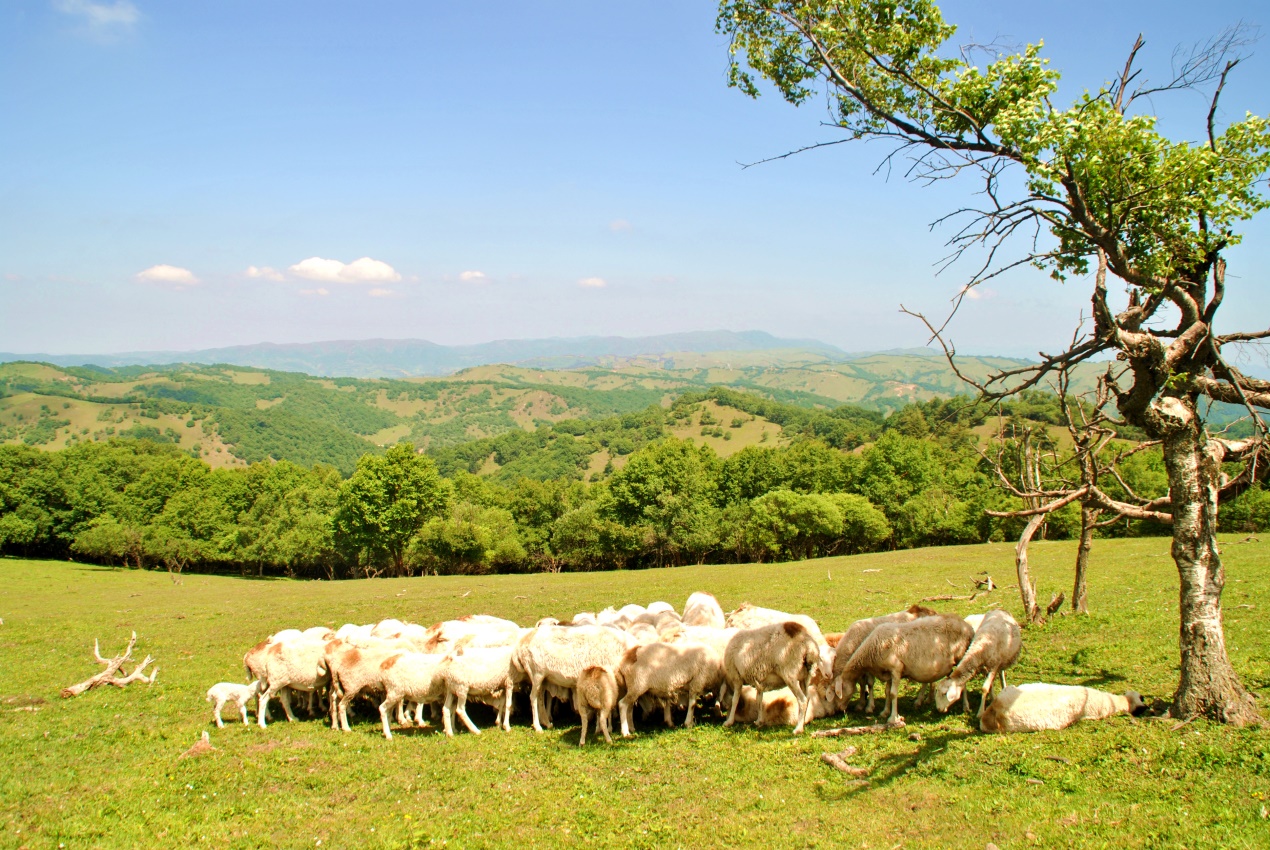 PP���ӡ�������(������Ϸ)�ٷ���վ