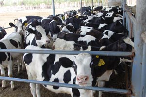 PP���ӡ�������(������Ϸ)�ٷ���վ