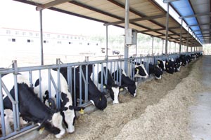 PP���ӡ�������(������Ϸ)�ٷ���վ