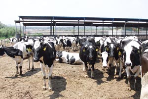 PP���ӡ�������(������Ϸ)�ٷ���վ